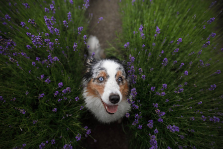 快乐的狗在薰衣草花。澳大利亚牧羊犬。宠物在自然夏天