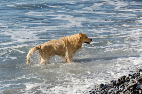 蜂蜜颜色金黄猎犬游泳, 奔跑和戏剧在波浪海