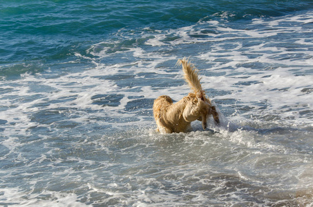 蜂蜜颜色金黄猎犬游泳, 奔跑和戏剧在波浪海