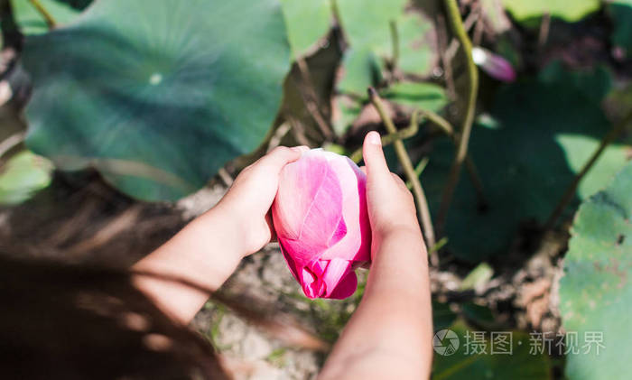 这朵美丽的睡莲或莲花被浓郁的色彩所赞美.婴儿的手拿着一朵花