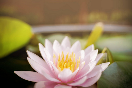 美丽的莲花在雨后的水花园, 自然概念