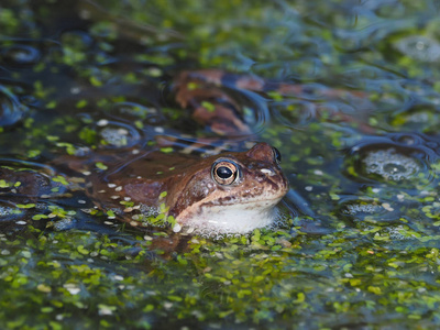 池塘里的青蛙