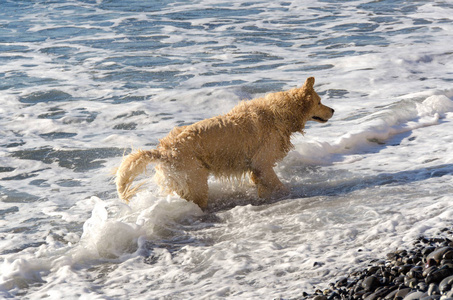 蜂蜜颜色金黄猎犬游泳, 奔跑和戏剧在波浪海