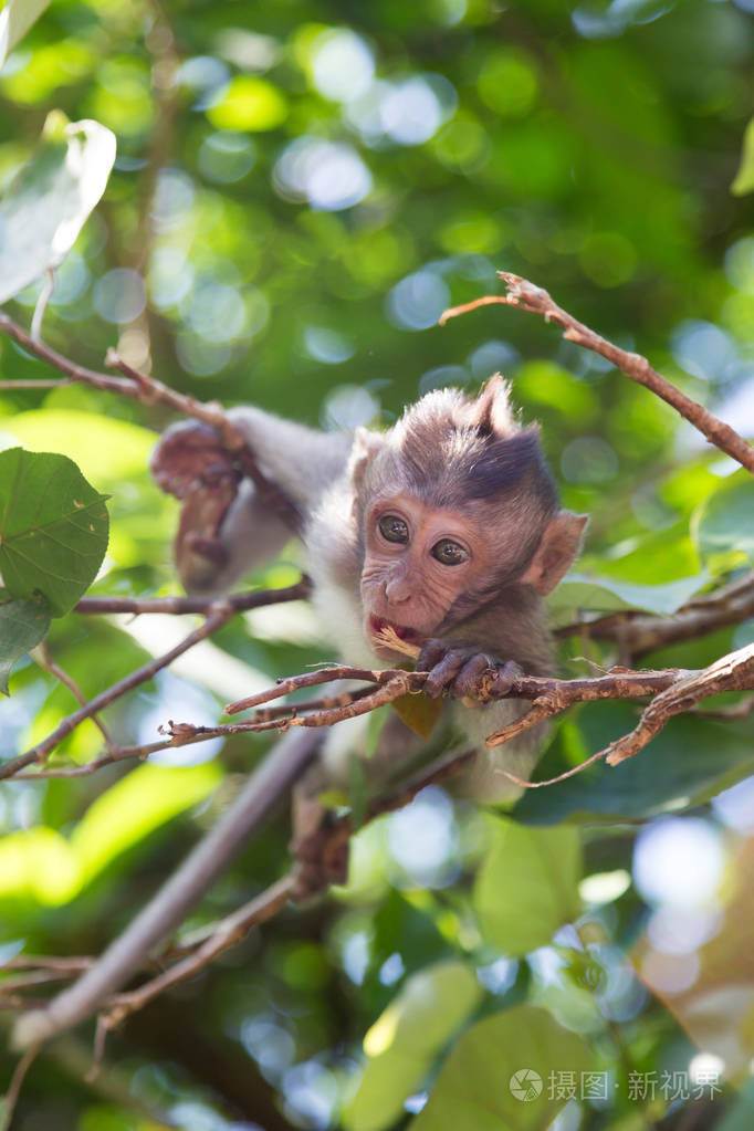 森林里的小猴子