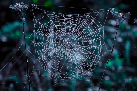 黑暗捕鱼蜘蛛图片