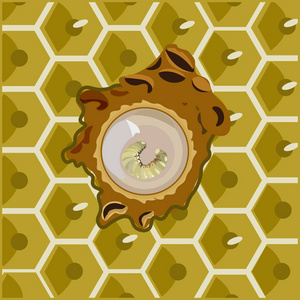 对蜜蜂幼虫图片