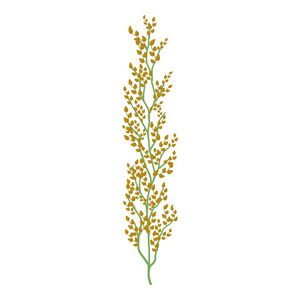 荞麦农场图片-荞麦农场素材-荞麦农场插画-摄图新视界