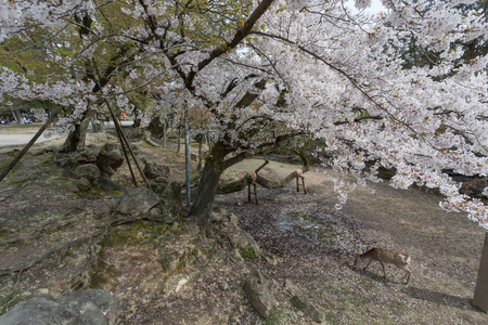 日本日间樱花树环绕的可爱鹿