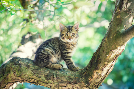 可爱的小猫坐在花园的树枝上