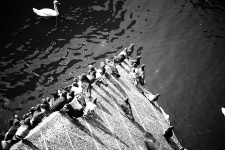 在布拉格的河上的桥上的鸽子。白色天鹅的背景。黑白相间