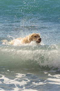 蜂蜜颜色金黄猎犬游泳, 奔跑和戏剧在波浪海