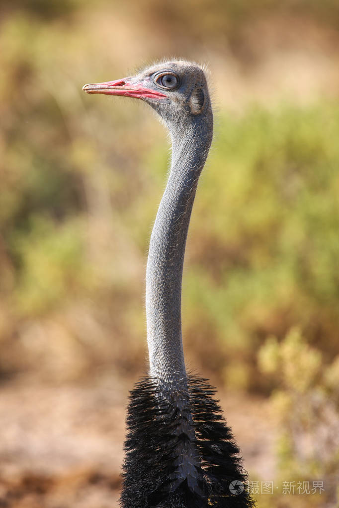 常见的鸵鸟鸵鸟双峰与在非洲大草原的特写镜头