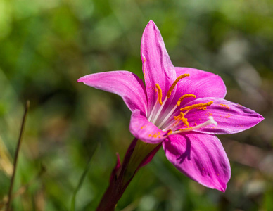 雨百合 Zephyranthes