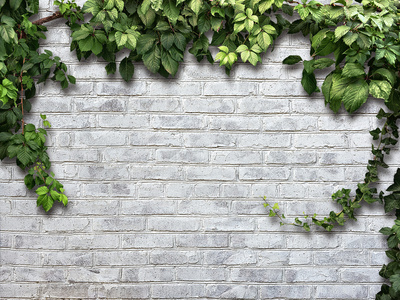 白砖壁上攀援植物图片