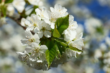 春季开花的果树