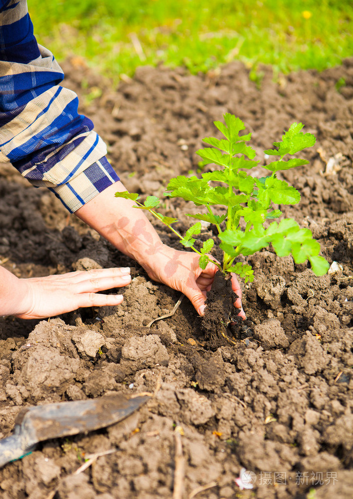 女人种植树苗入土壤.春天和生态学的骗子
