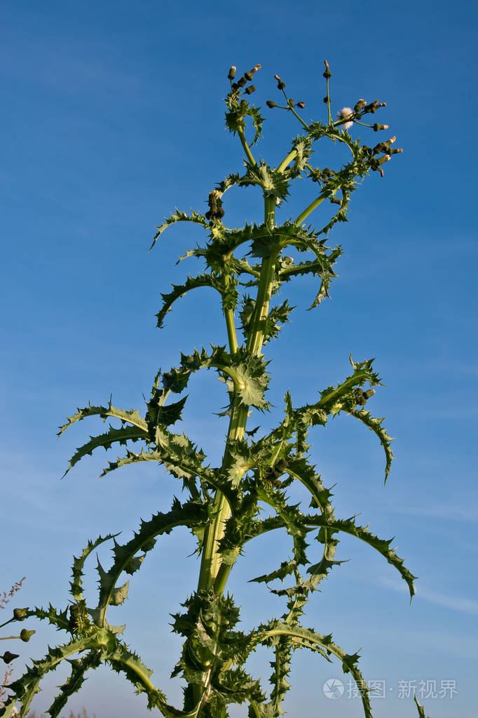 水飞蓟蓝天的衬托