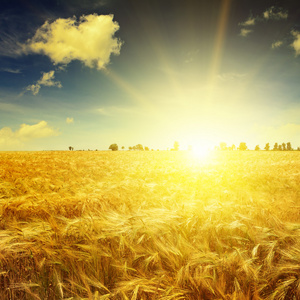 在一片麦田在一片麦田喷洒农药的拖拉机商人穿过一片金色的麦田,向下