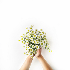 洋甘菊的花束图片