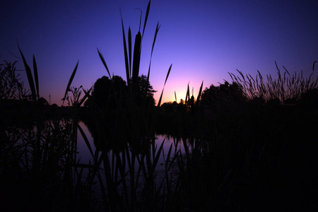 日落在湖与芦苇和草剪影与蓝色天空壁纸背景