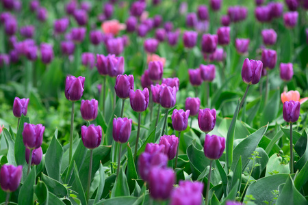领域的紫色郁金香