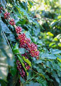 科纳咖啡在树上成熟的咖啡豆照片