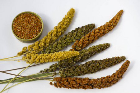 谷子.白色背景照片