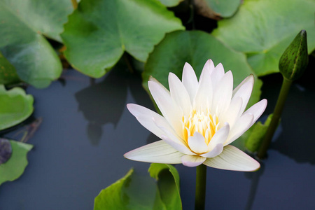 白莲花盛开在池塘里。莲花或睡莲是水两年生植物