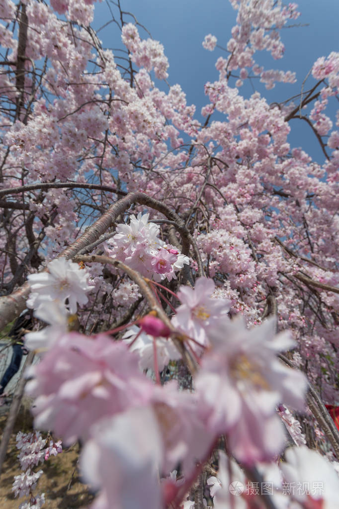 日本大阪樱花树特写
