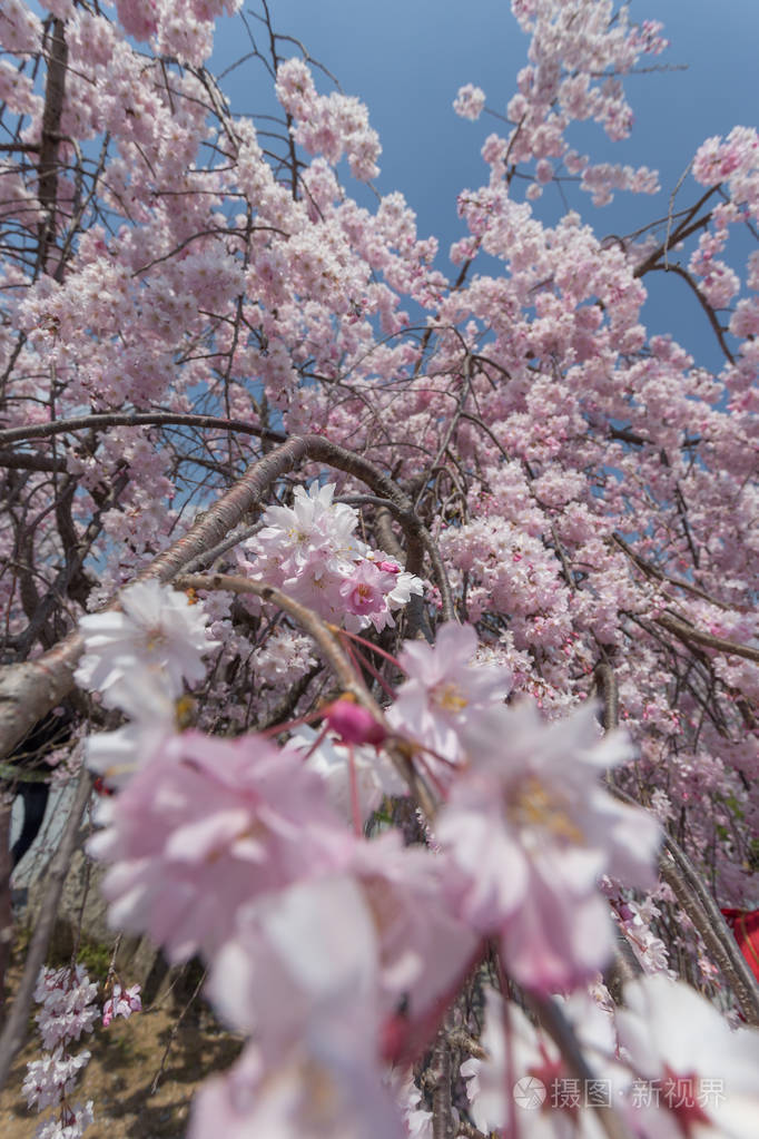 日本大阪樱花树特写