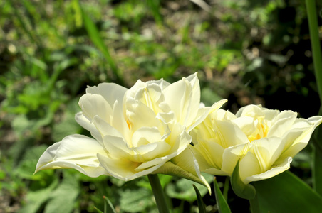 白色郁金香般的莲花