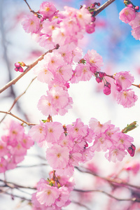 粉色樱花树枝或在阳光明媚的春天大枝上