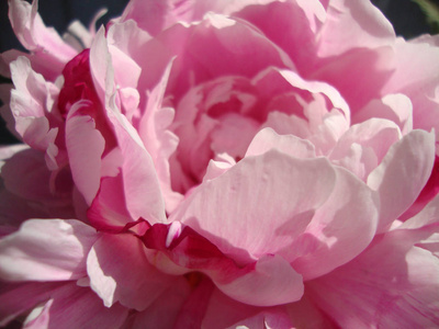 粉红牡丹特写。微距之花。夏天的花朵。牡丹园