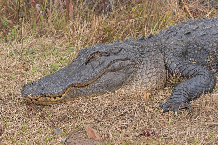 在佐治亚州的奥克弗诺基国家野生动物保护区里, 一只鳄鱼沐浴在头上拍