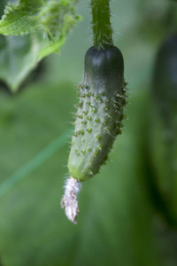 小而大的黄瓜在花园里生长在一个特殊的网格上, 开花的蔬菜, 收获