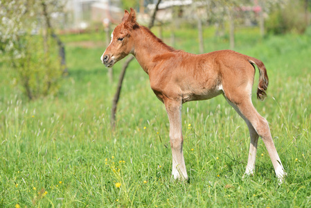 野生马小马驹图片