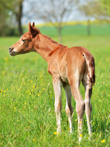 野生野马驹子一匹野马和她可爱的小马驹在科罗拉多州的高沙漠夏季彩页