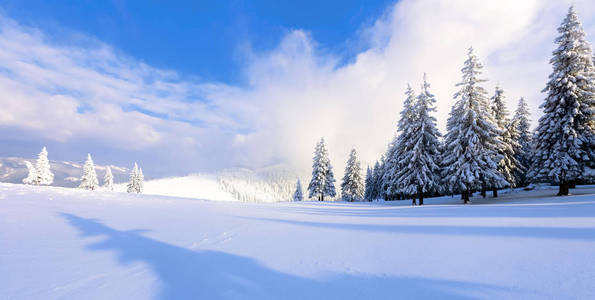 梦幻般的冬寒风光。影子和灯光在白色的雪堆上播放。圣诞树晴朗的日子里, 白雪覆盖着美丽的树木