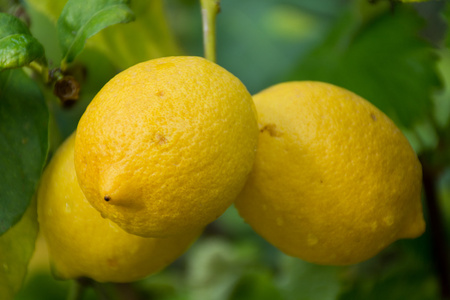 新鲜成熟的柠檬，挂在一棵树上