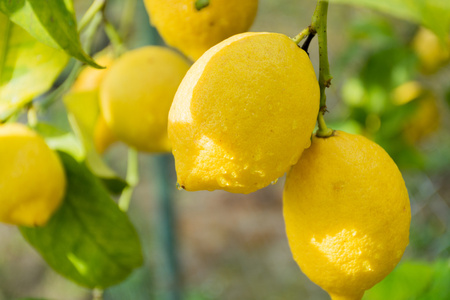 新鲜成熟的柠檬，挂在一棵树上