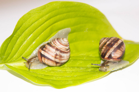 蜗牛在白色上被隔离。蜗牛在绿叶上。美容美发护理。爬行