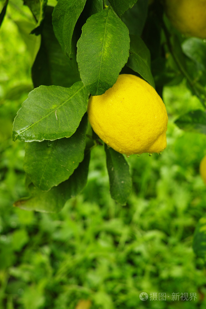 新鲜成熟的柠檬,挂在一棵树上