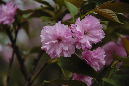 美丽盛开的樱花花在花园里