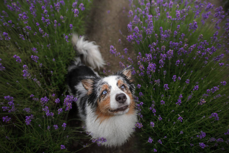 快乐的狗在薰衣草花。澳大利亚牧羊犬。宠物在自然夏天