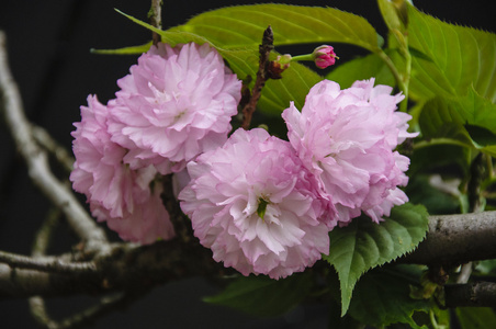 美丽盛开的樱花花在花园里