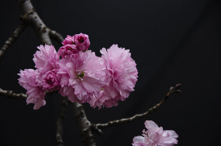 美丽盛开的樱花花在花园里