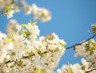 苹果花。白色春天的花朵