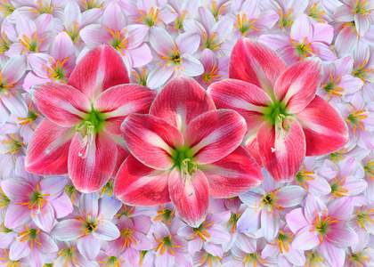 红阿玛丽利斯花, 粉红色 Zephyranthes 花