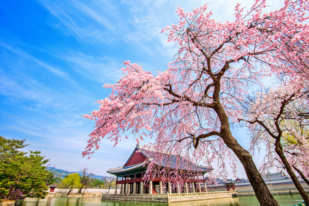 与樱花在春天，韩国景福宫