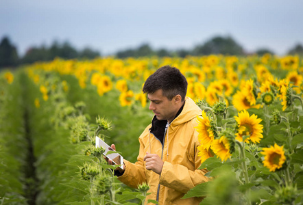 英俊的农夫拿着片剂和站立在向日葵领域与新鲜的黄色花在初夏